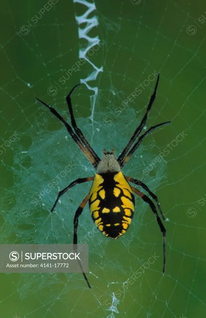 golden garden spider on web argiope aurantia michigan, usa 