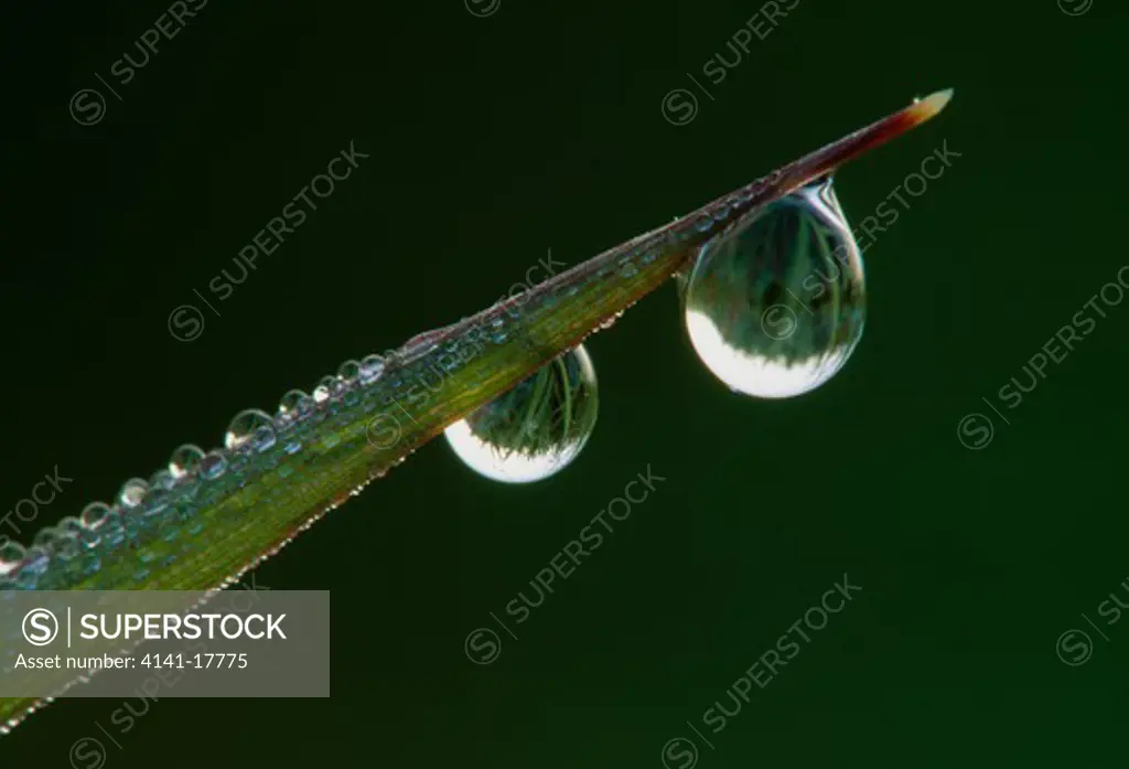 dew drops on blade of grass alpena, michigan, northern usa summer 