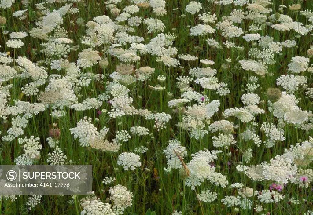 queen ann's lace or wild carrot daucus carota mass flowering in meadow summer michigan, northern usa 