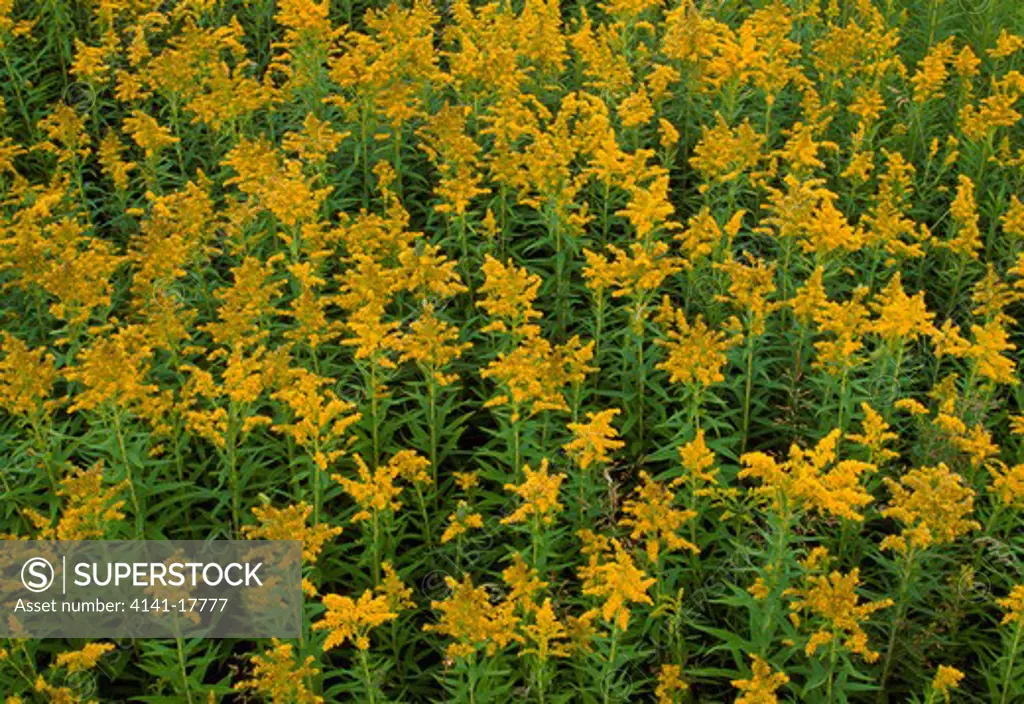 goldenrod in flower solidago sp. michigan, northern usa 