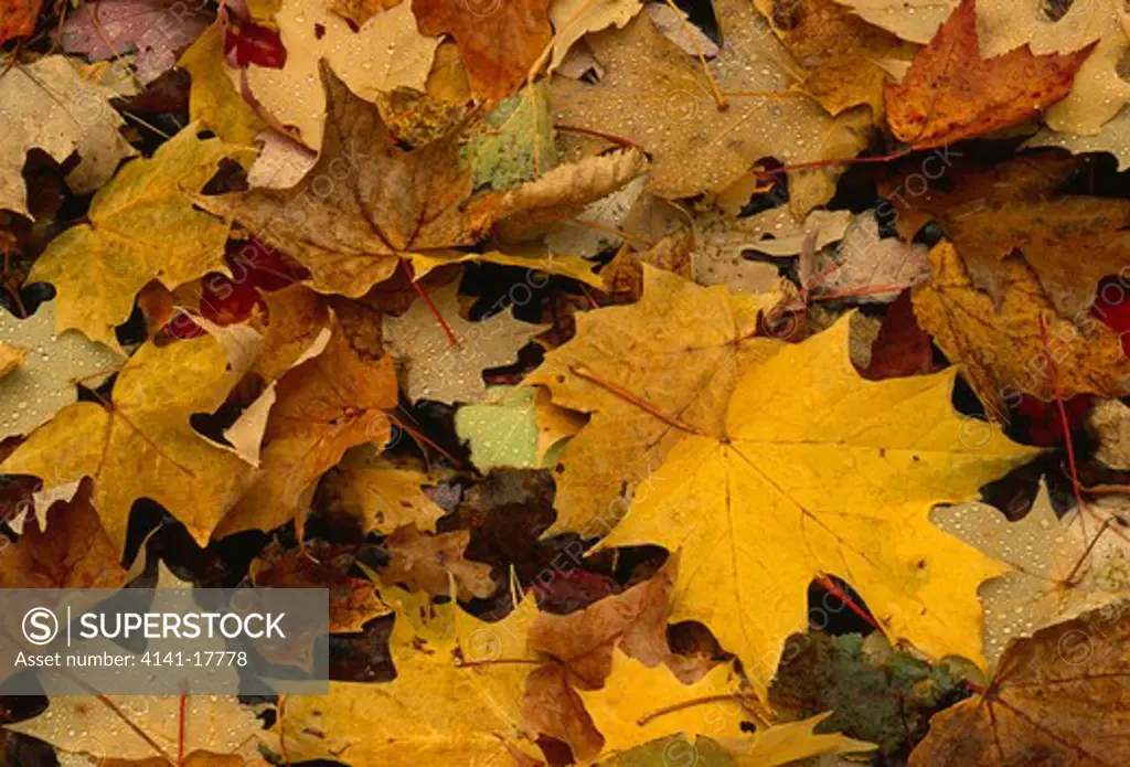 fallen leaves autumn michigan, northern usa