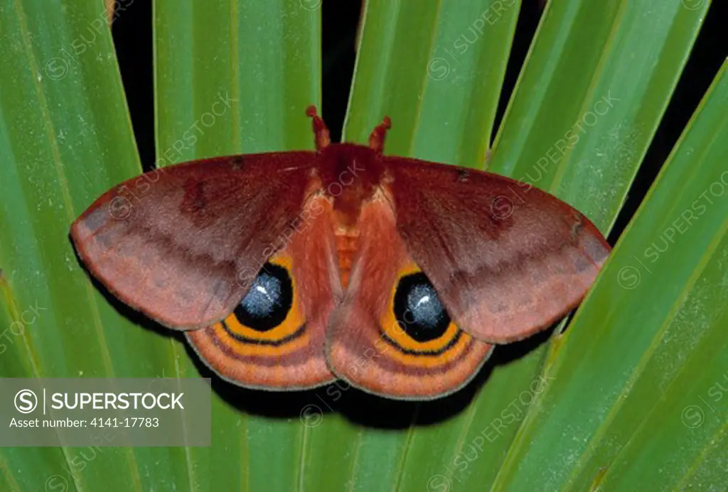 io moth displaying eyespots automeria io as method of deterring predators osceola national forest, florida, usa 