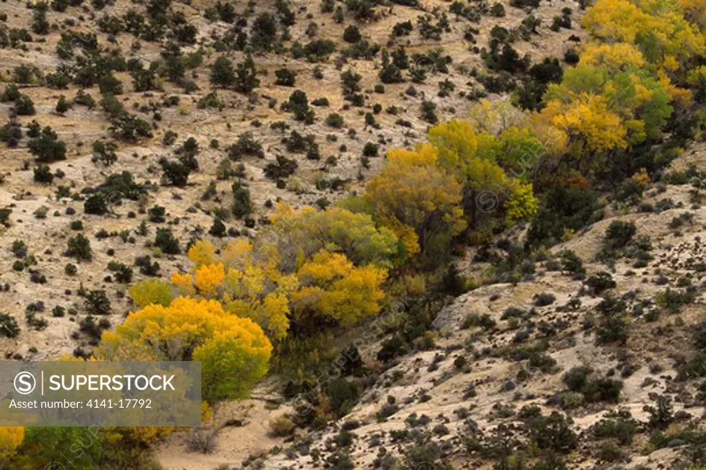cottonwood trees with foliage populus fremontii in autumn colours boulder creek, near boulder, utah, mid-western usa 
