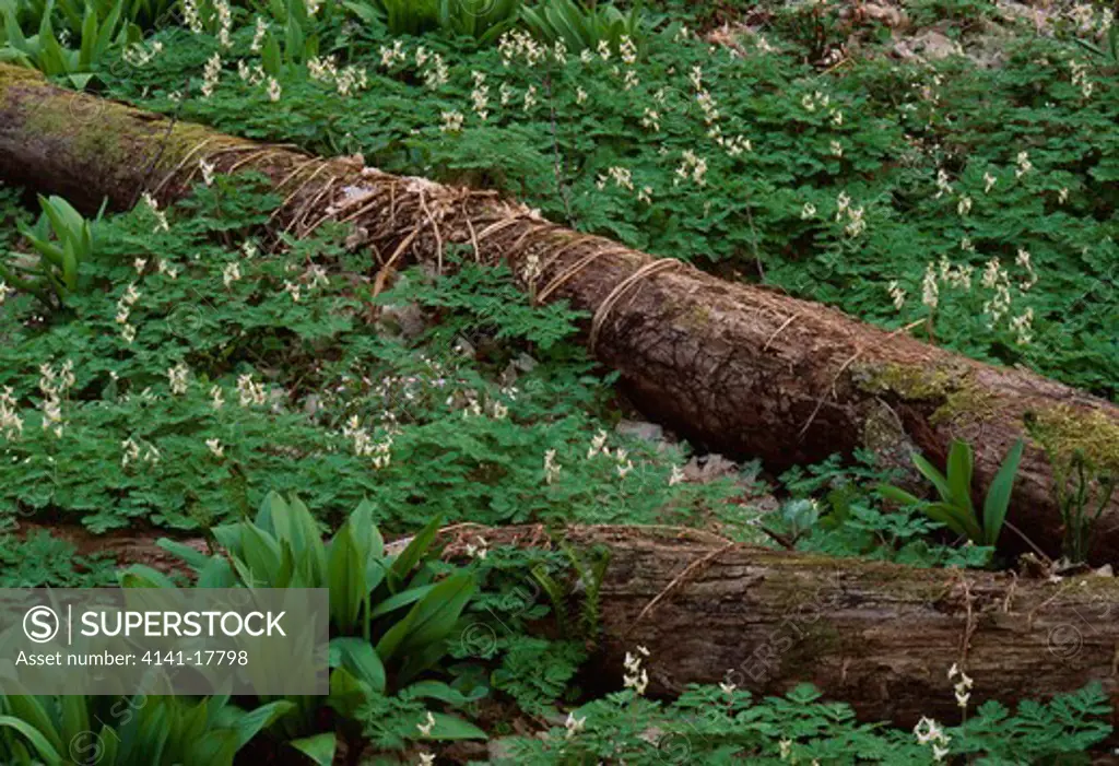 forest floor flower is dutchman's breeches dicentra cucullaris rich beech & maple forest >> 