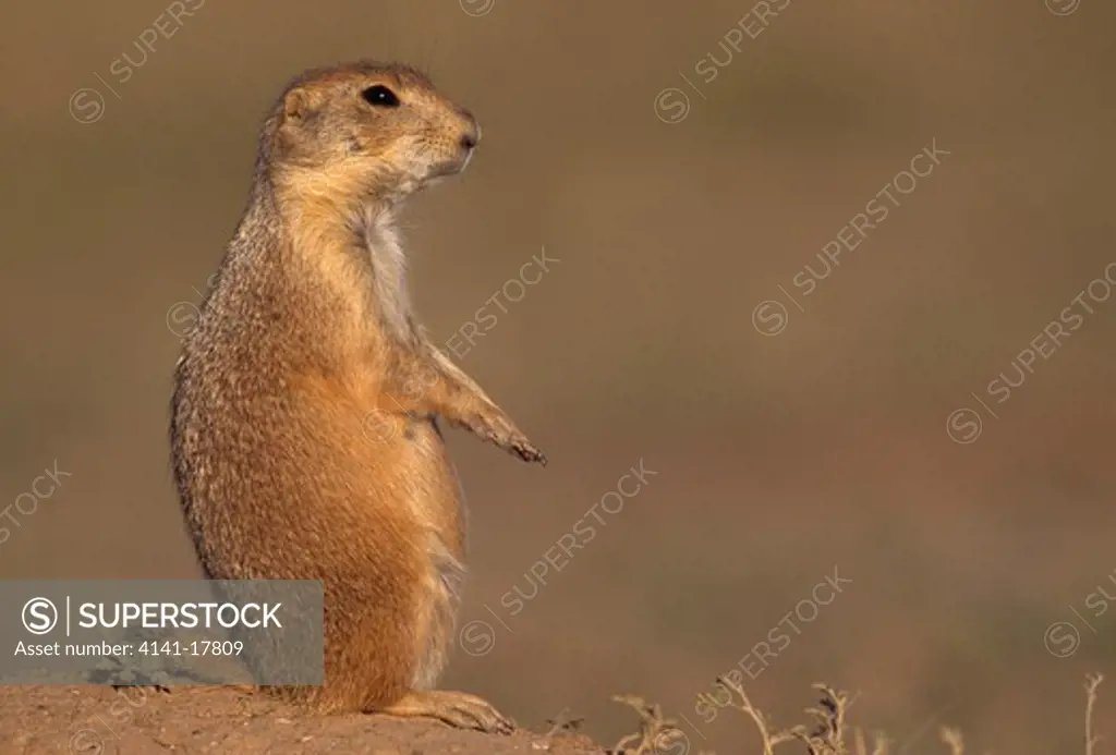 black-tailed prairie dog on lookout cynomys ludovicianus autumn. wind cave national park, south dakota, usa. 