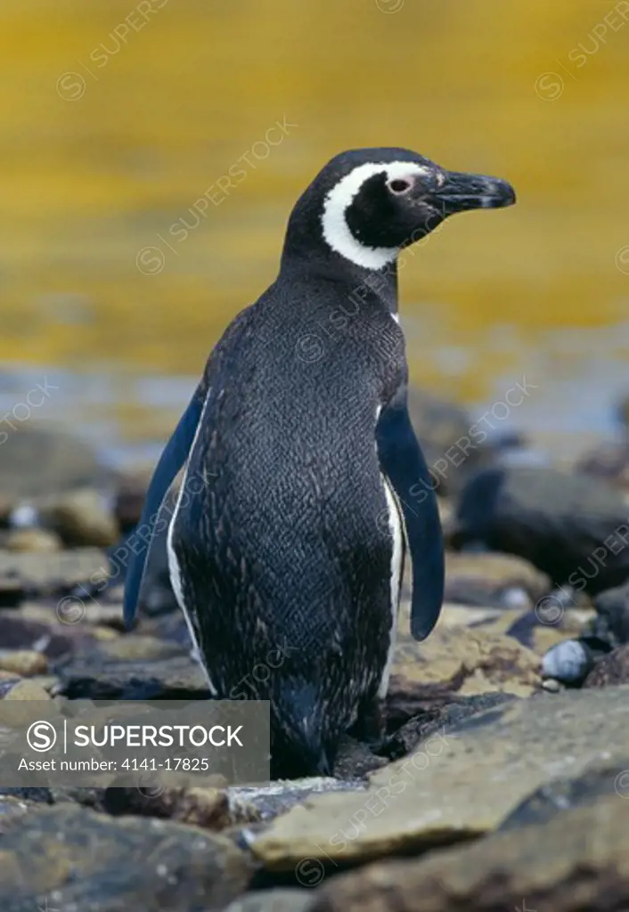 magellanic penguin spheniscus magellanicus falkland islands, southern atlantic 
