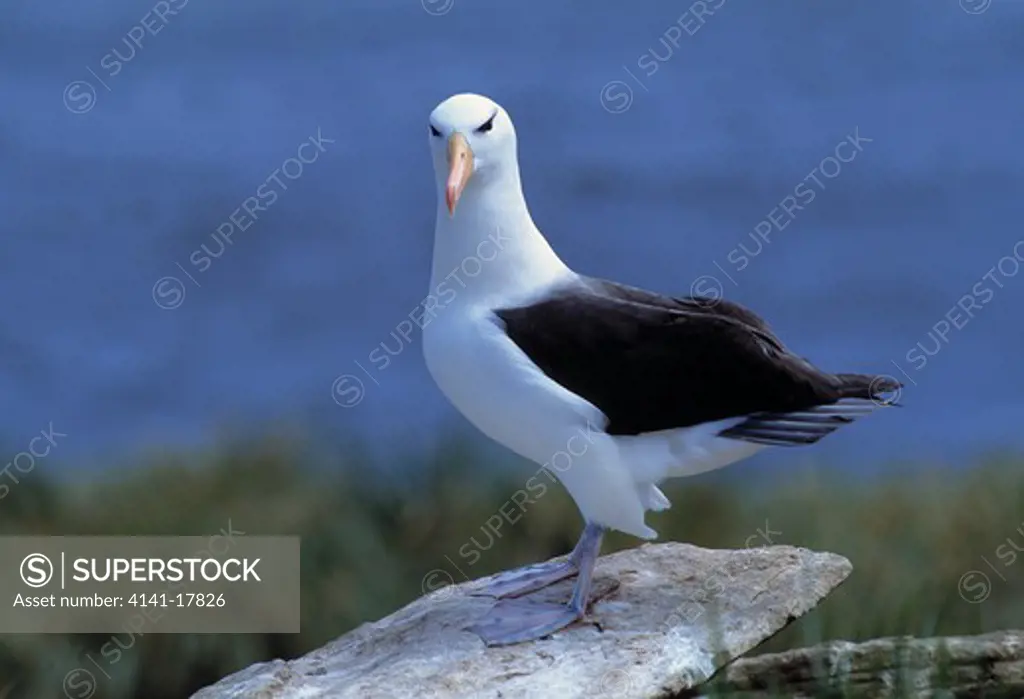 black-browed albatross thalassarche melanophris standing on rock new island, falkland islands, south atlantic 