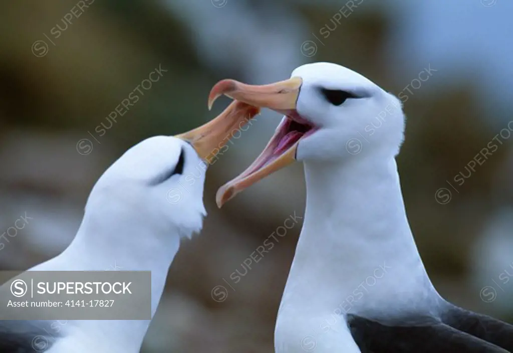 black-browed albatross pair thalassarche melanophris courting, head detail west point island, falkland islands, south atlantic ocean 