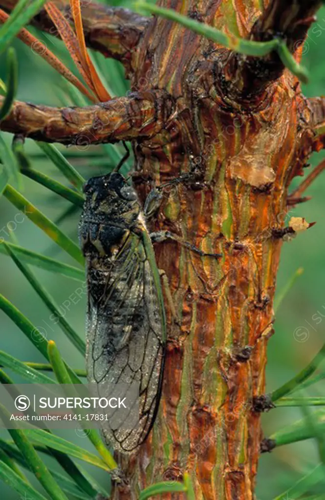 annual cicada on tree trunk tibicen sp. northern michigan, usa. summer 