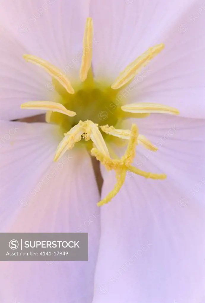 tufted evening primrose flower oenothera caespitosa detail showing stigma & anthers