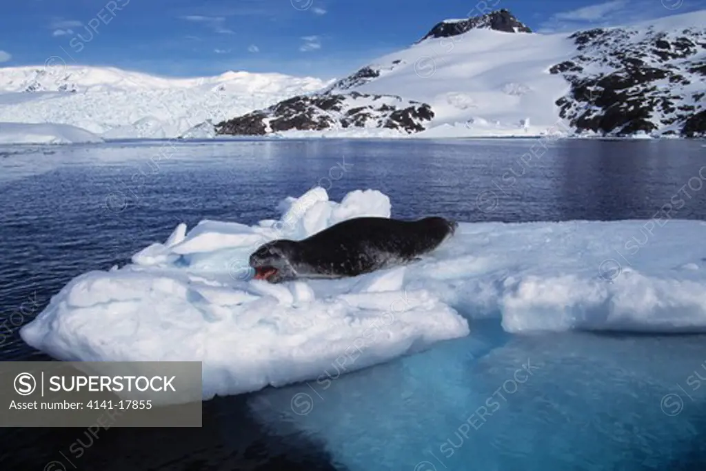 leopard seal on iceberg hydrurga leptonyx cierva cove, antarctica 