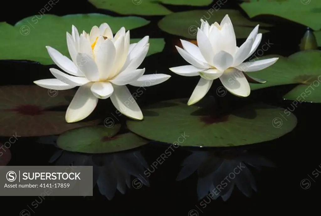 fragrant white water-lily nymphaea odorata in flower northern michigan, usa 