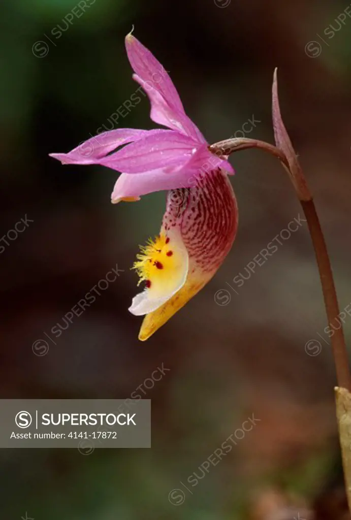 calypso or fairyslipper orchid calypso bulbosa northern michigan , usa rare orchid