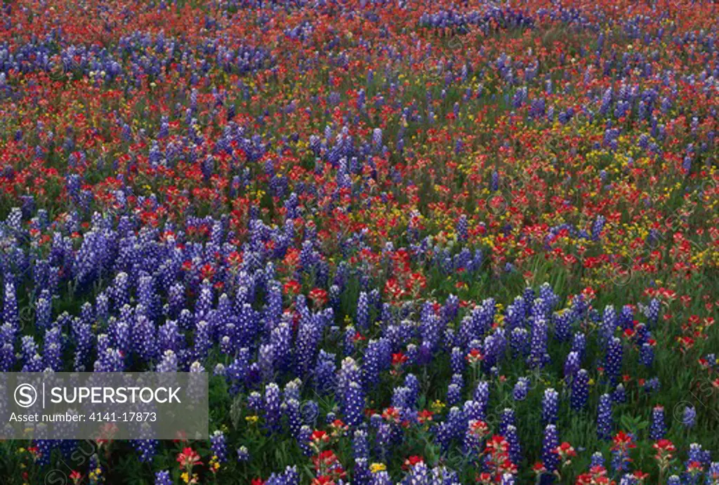 texas paintbrush & texas bluebonnet mass in flower castilleja indivisa & lupinus texensis llano, texas, southern usa spring