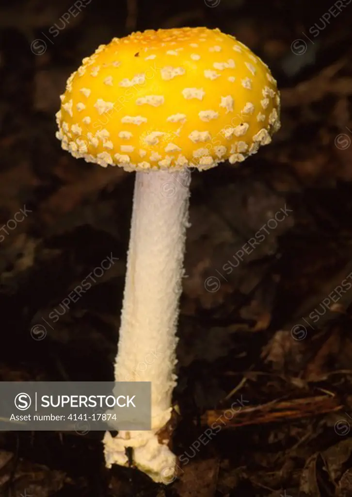yellow fly agaric amanita muscaria northern michigan, usa. colour varies from yellow to red in north american type.