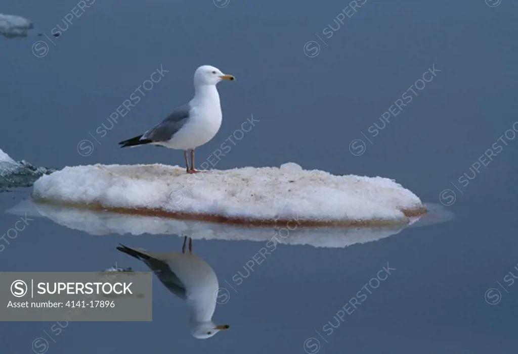 herring gull on islet larus argentatus covered with snow chippewa county, michigan, usa 