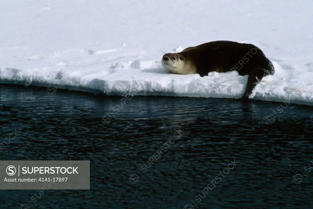north american river otter lontra canadensis resting on snow, by yellowstone river. yellowstone national park, >> 
