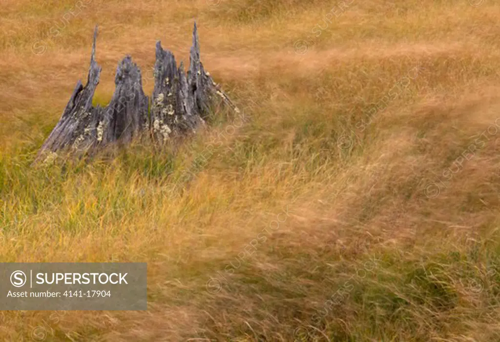 windblown grasses autumn & stump of dead white pine kingston plains, alger county, michigan, north eastern usa