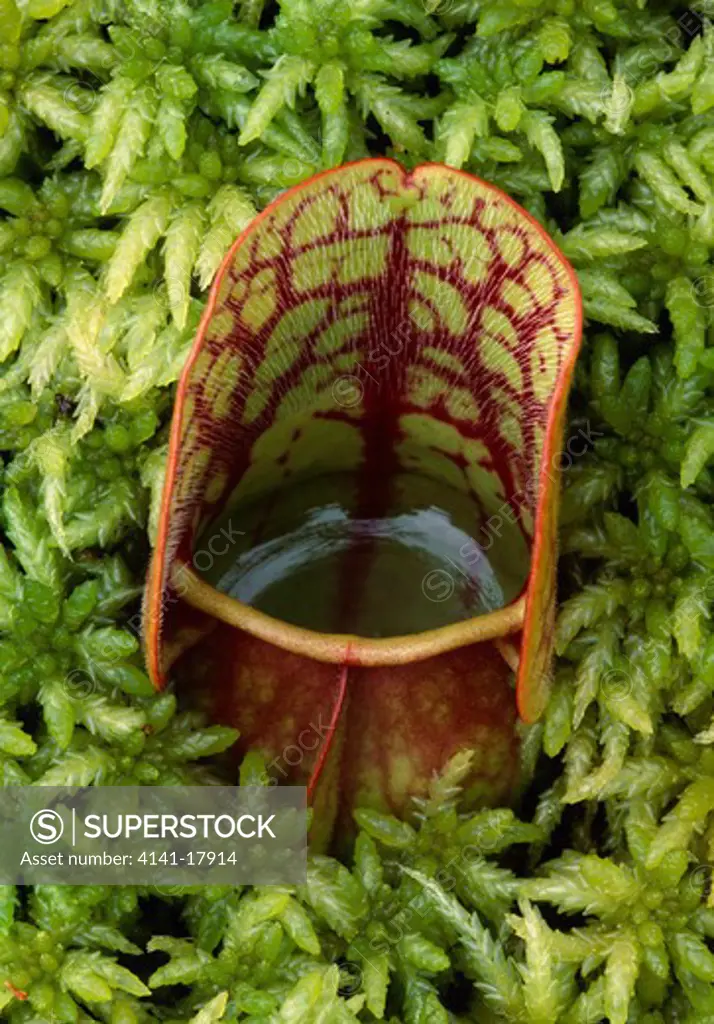 pitcher plant in sphagnum moss sarracenia purpurea tahquamenin falls state park, michigan, usa