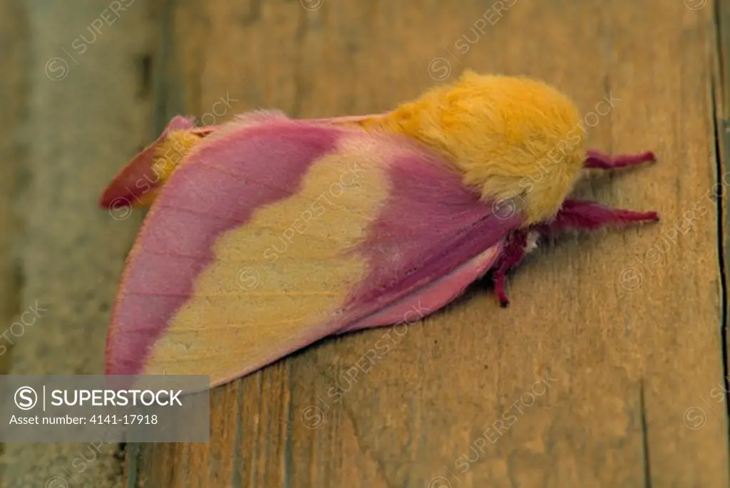 rosy maple moth dryocampa rubicunda chippewa county, michigan, northern usa 