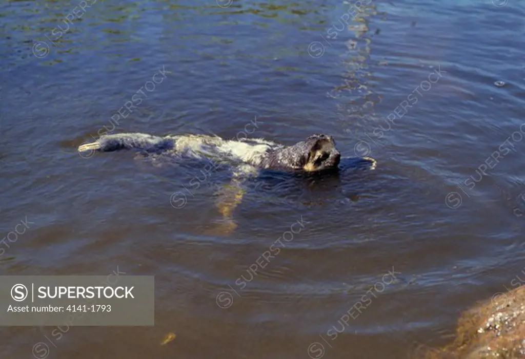 three-toed sloth swimming bradypus tridactylus species swims very well