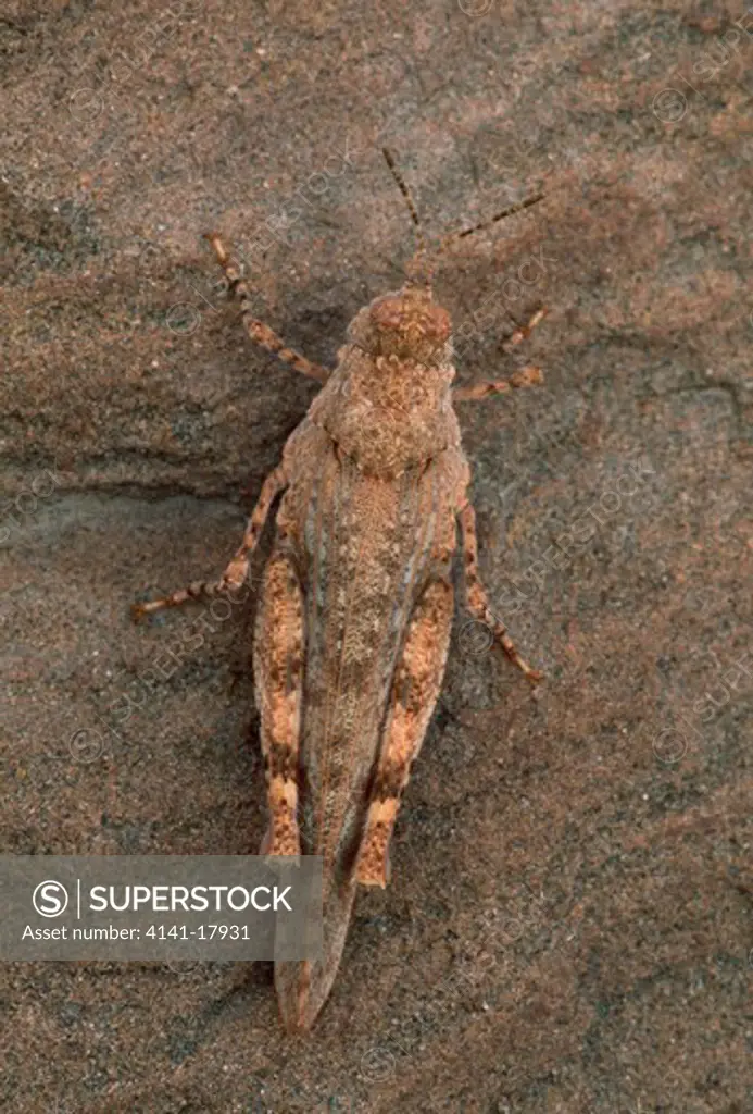 grasshopper camouflaged on rock fam. acrididae utah, usa