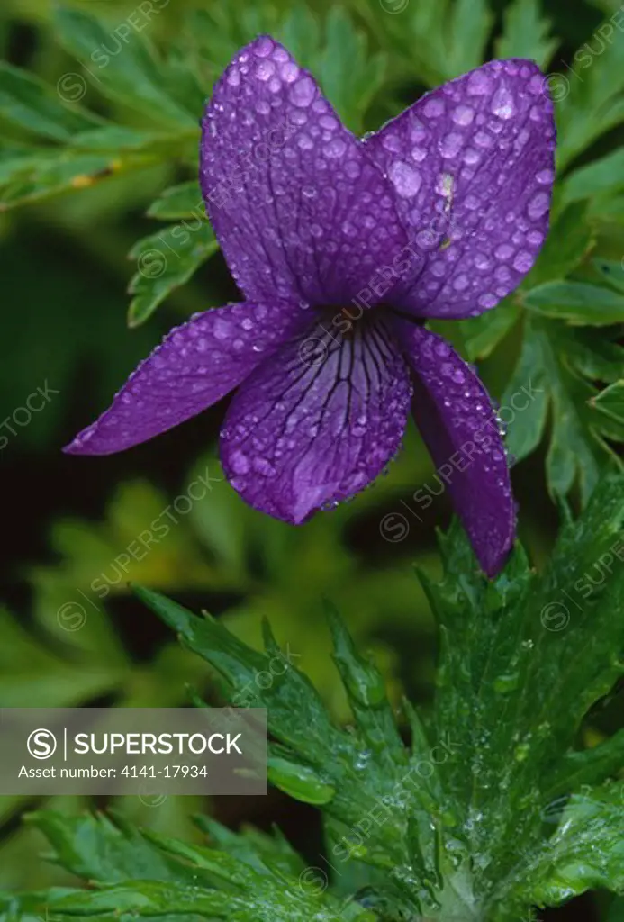 dewdrops on violet flower saint george island, pribilof islands, alaska, usa violet is viola langsdorffii