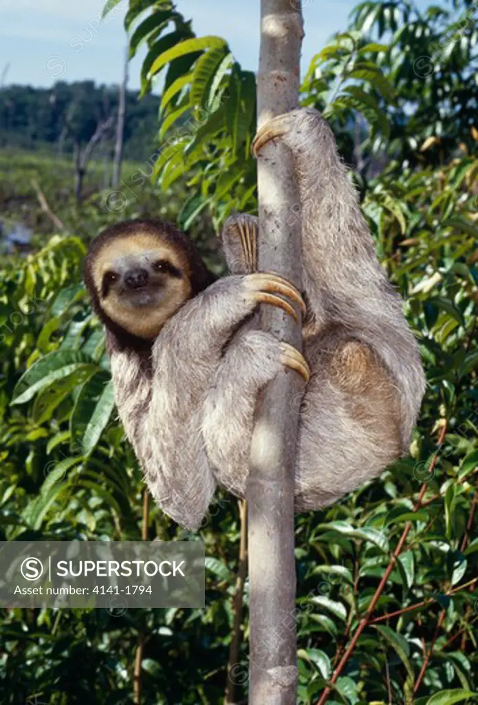 three-toed sloth bradypus tridactylus clinging to tree trunk 