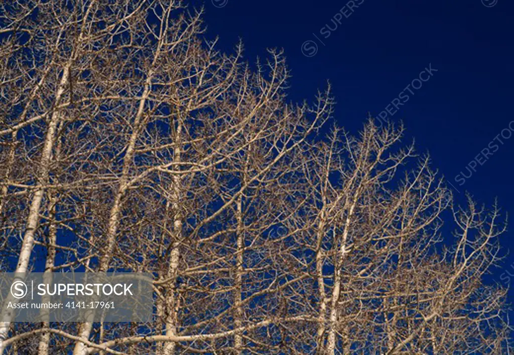 aspen forest at high altitude populus sp. dixie national forest, utah, mid-western usa spring