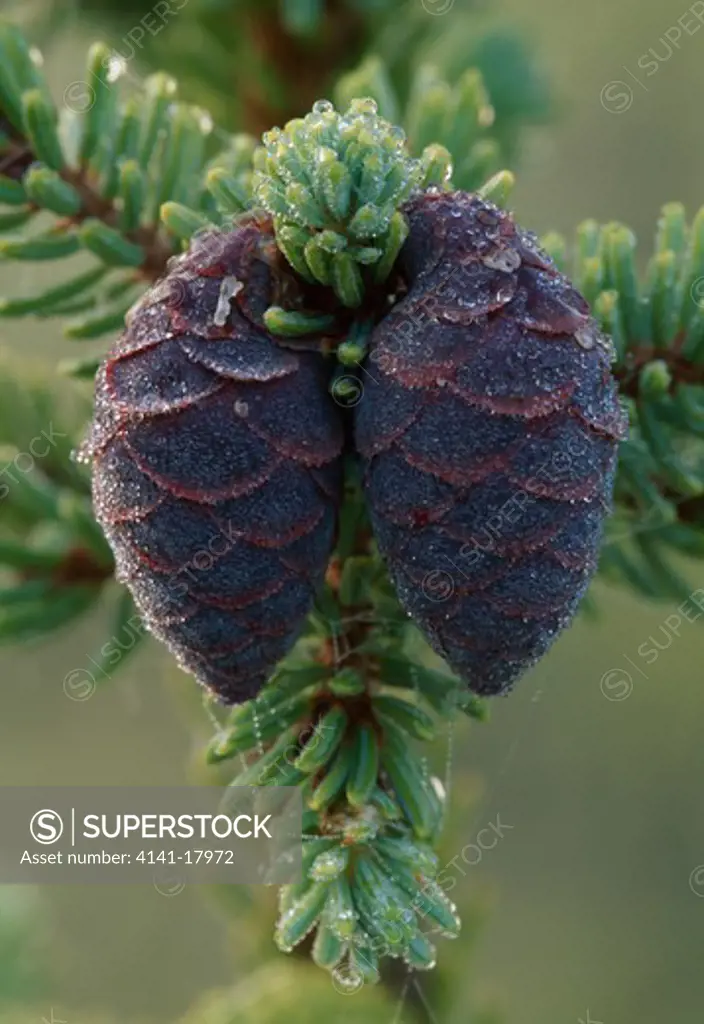 black spruce cones with dew picea mariana tahquamenon falls state park, michigan, usa summer