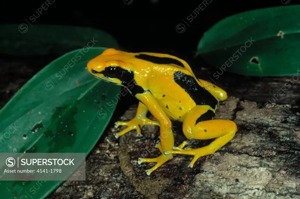 dyeing poison frog dendrobates tinctorius french guiana, south america 
