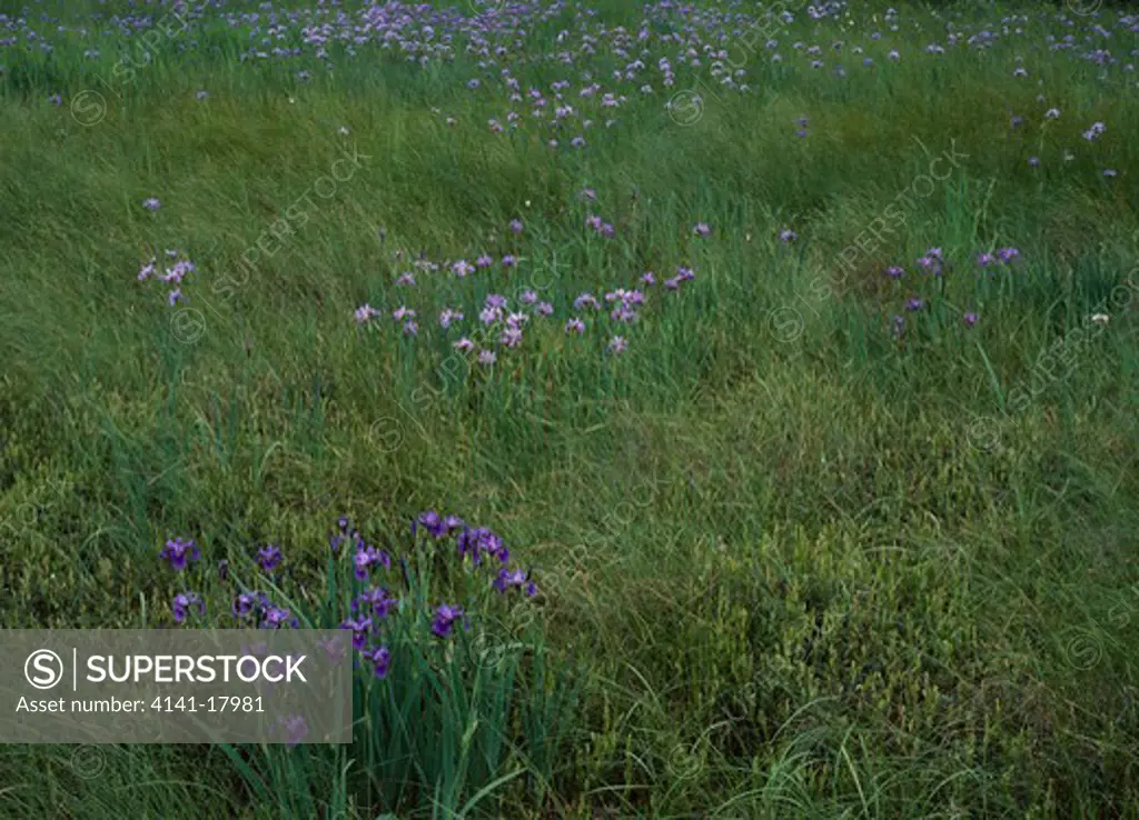 wild blue flag iris in wet meadow iris versicolor summer tahquamenon falls state park, michigan, northern usa