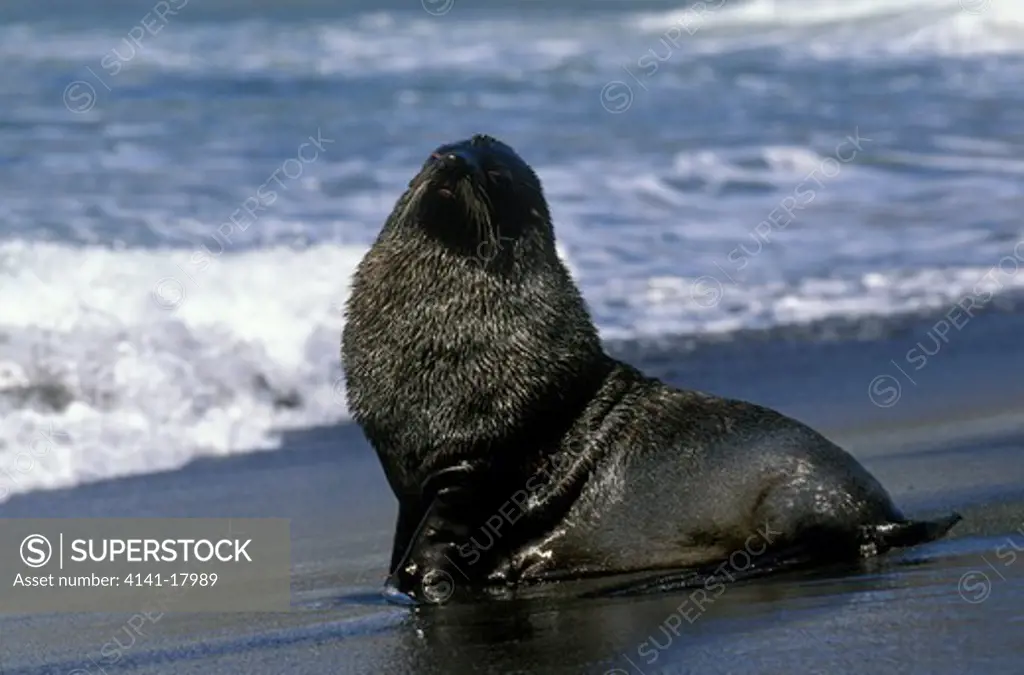 sub-antarctic fur seal bull arctocephalus tropicalis fortuna bay, south georgia. 