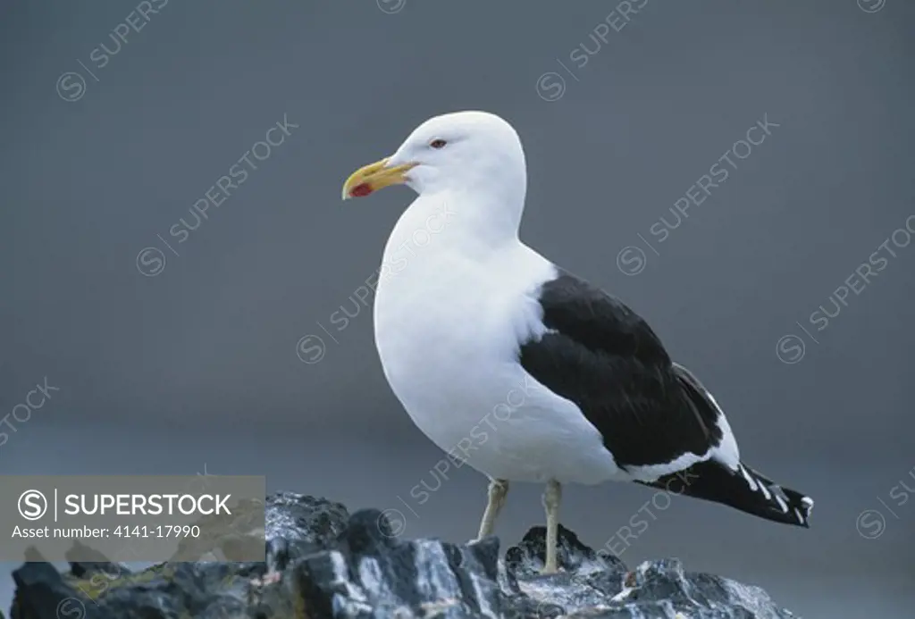 kelp gull larus dominicanus hannah point, livingstone island, off antarctic peninsula also called southern black-backed gull 