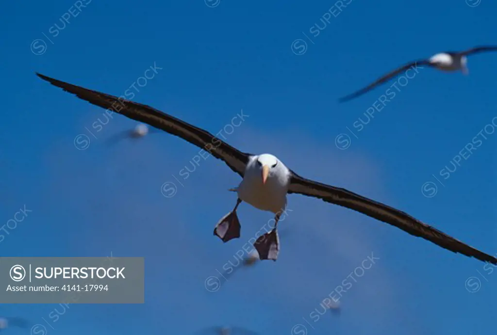 black-browed albatross thalassarche melanophris in flight steeple jason island, falkland islands, south atlantic ocean 