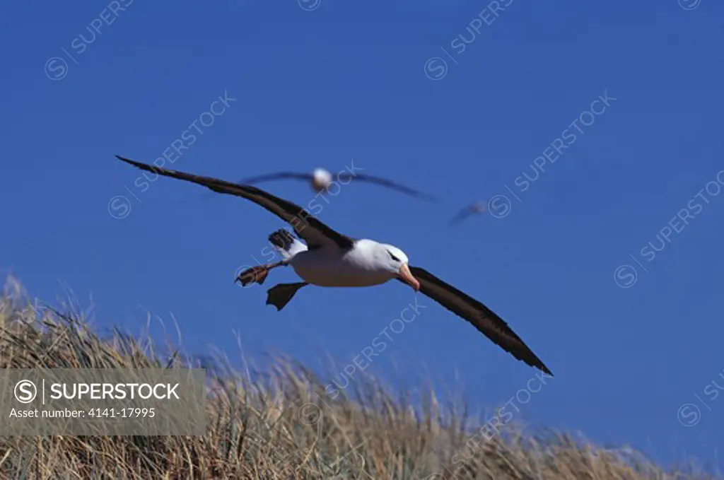 black-browed albatross thalassarche melanophris in flight. steeple jason island, falkland islands, south atlantic 