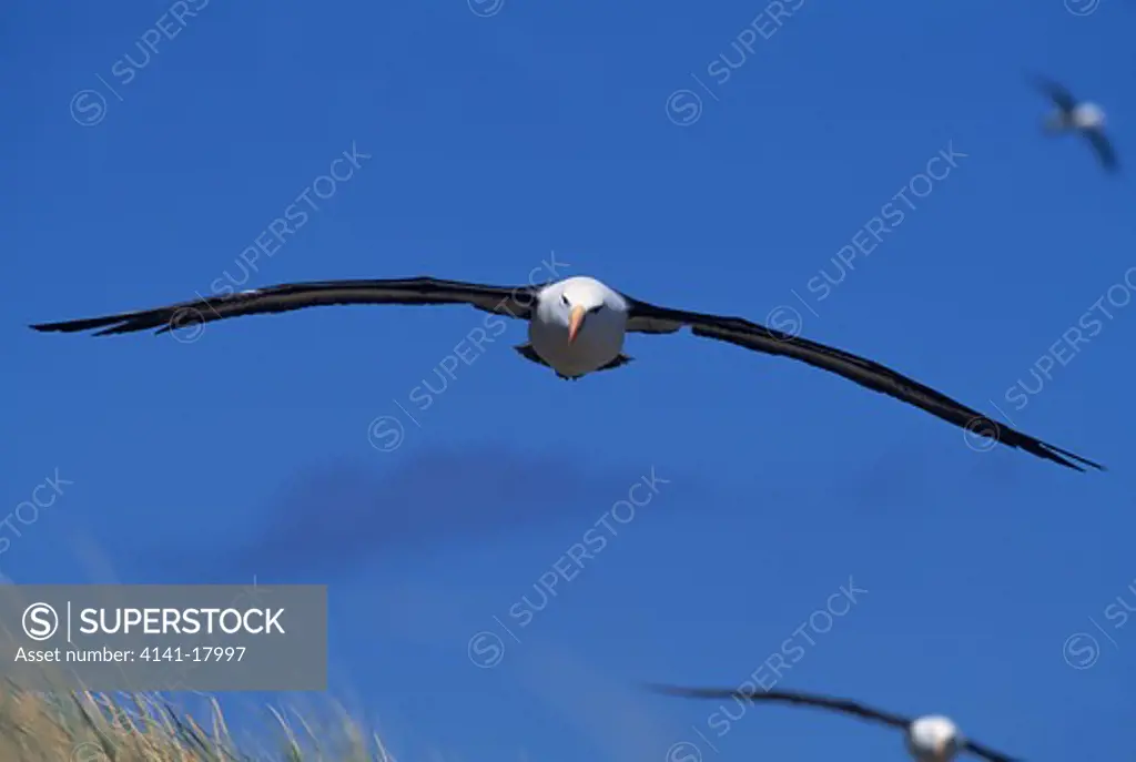 black-browed albatross in flight thalassarche melanophris steeple jason island, falkland islands, south atlantic ocean 