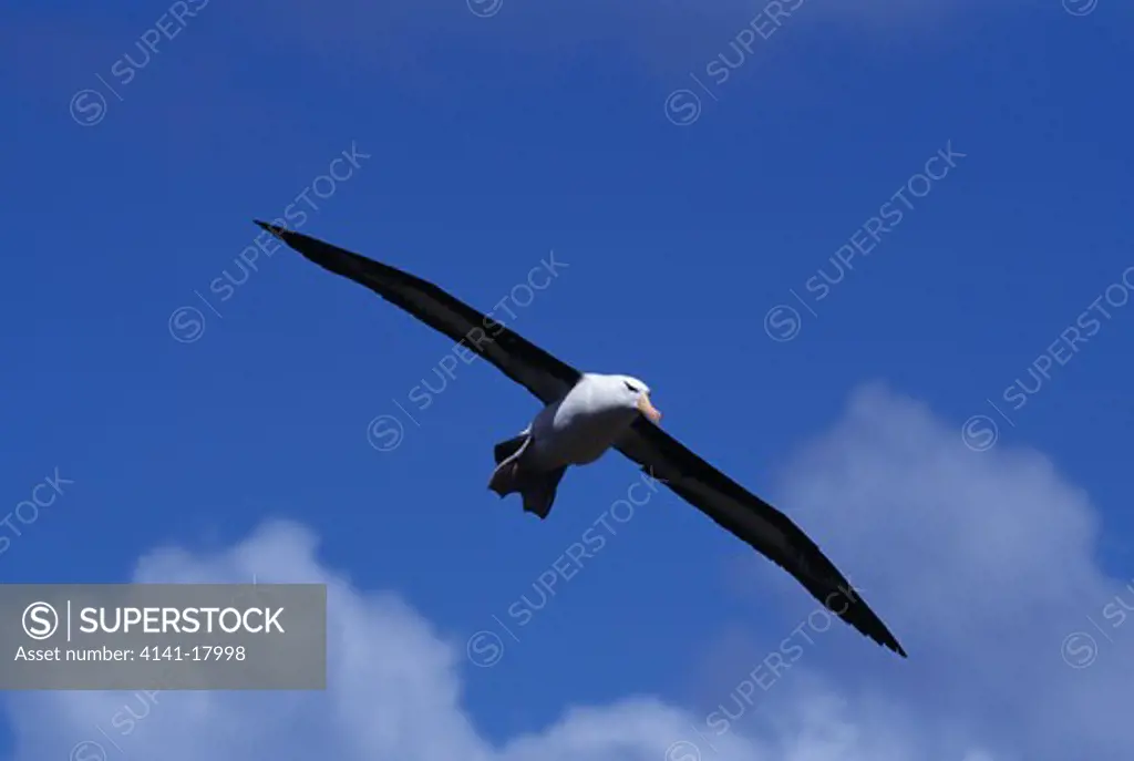 black-browed albatross thalassarche melanophris in flight steeple jason island, falkland islands.