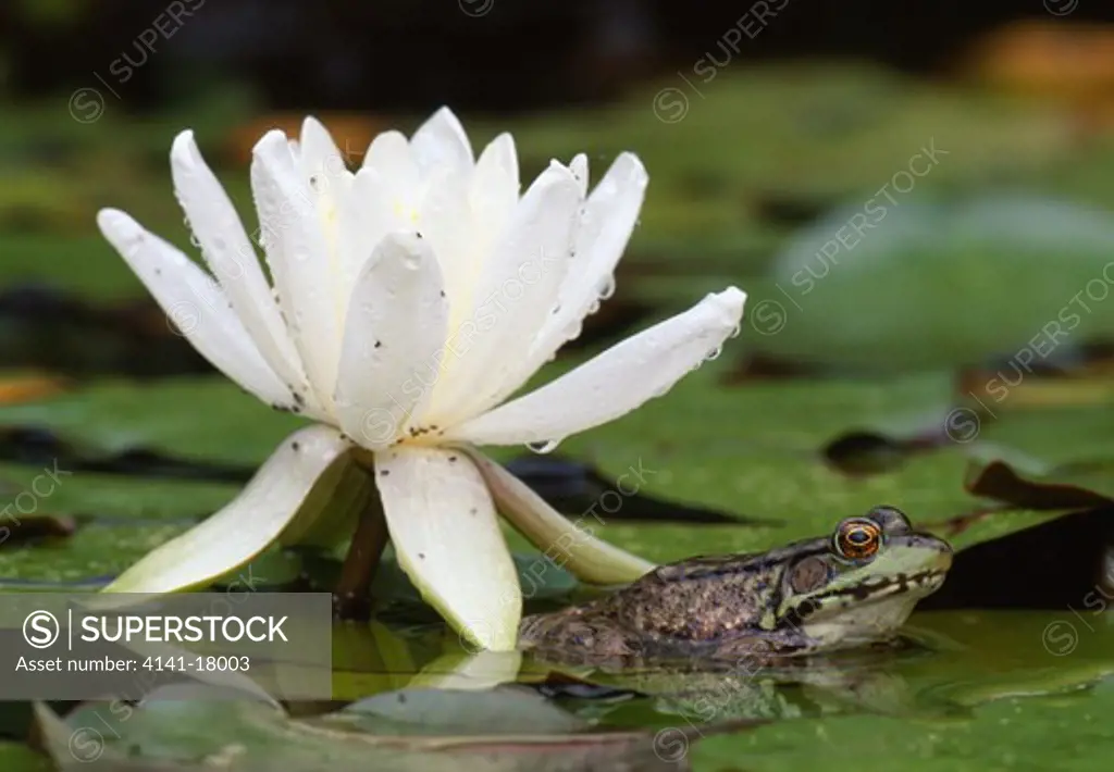 fragrant white waterlily nymphaea odorata & green frog michigan, usa summer 