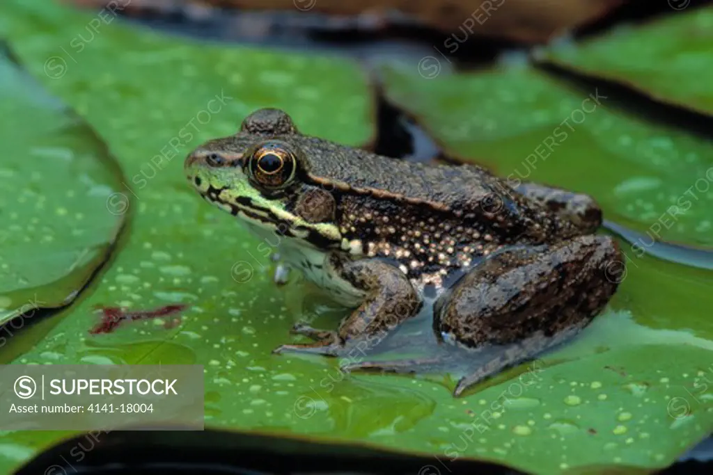 green frog rana clamitans on water-lily.tahquamenon falls state park, michigan, usa 