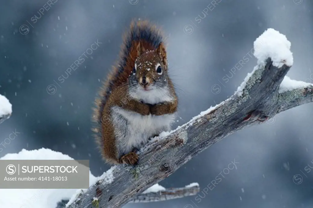 american red squirrel in winter tamiasciurus hudsonicus northern michigan, usa