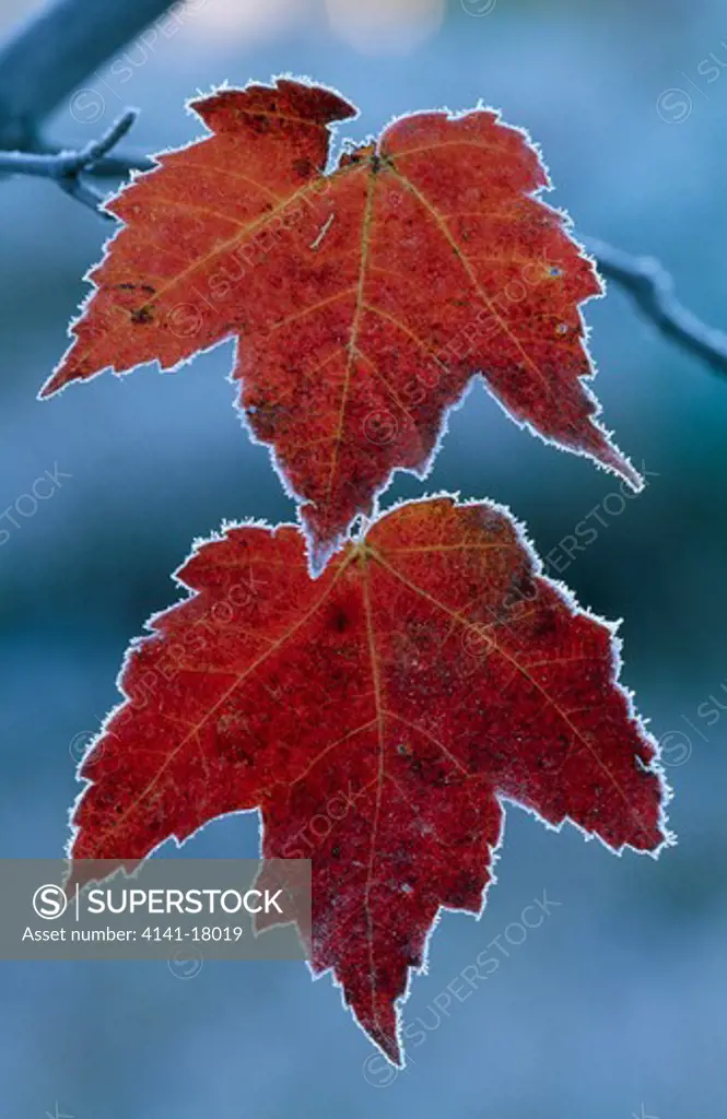 frost on maple leaves northern michigan, usa