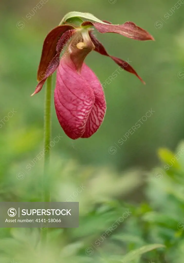 pink lady's slipper orchid cypripedium acaule northern michigan, usa summer