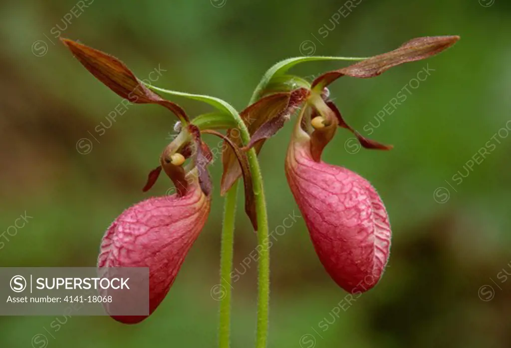 pink lady's slipper orchids cypripedium acaule northern michigan, usa summer