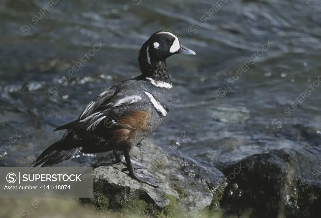 harlequin duck histrionicus histrionicus male at water's edge 