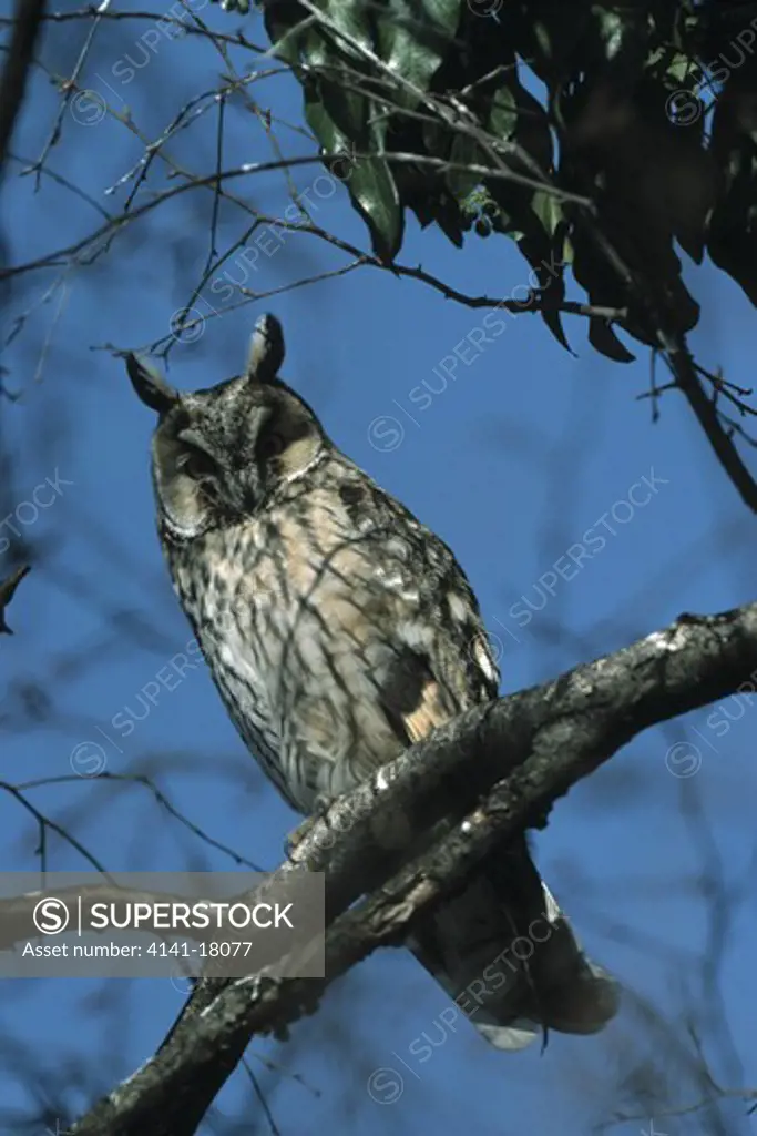 long-eared owl asio otus looking down from branch 
