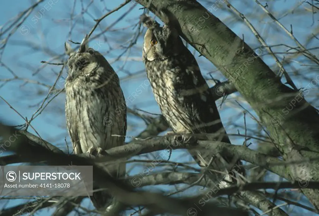 long-eared owls adio otus at daytime roost 