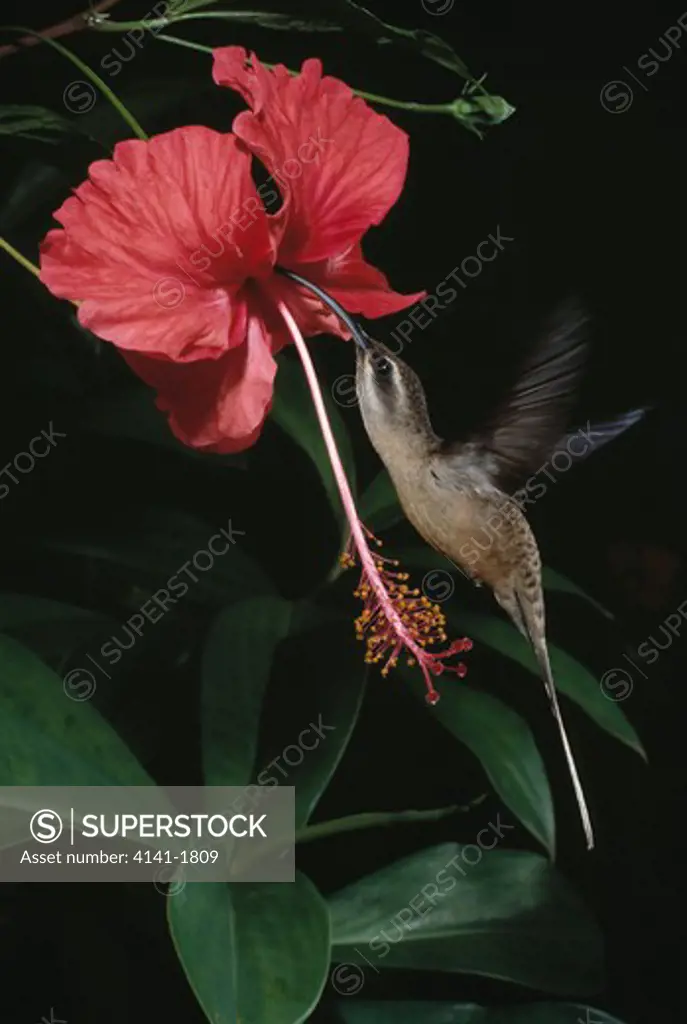 long-tailed hermit hummingbird phaethornis superciliosus in flight, sipping nectar from hibiscus