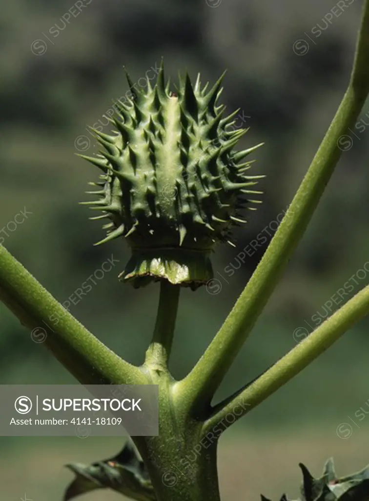 thorn apple fruit datura stramonium extremely poisonous plant native to central & south america 