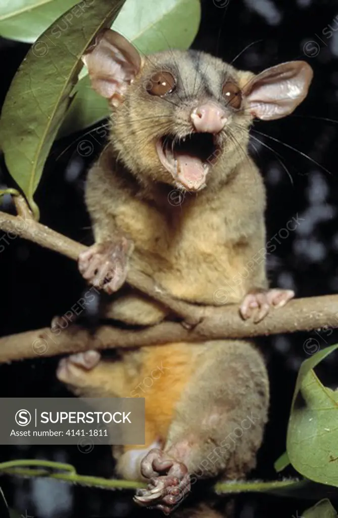 woolly opossum caluromys philander south american rainforest 